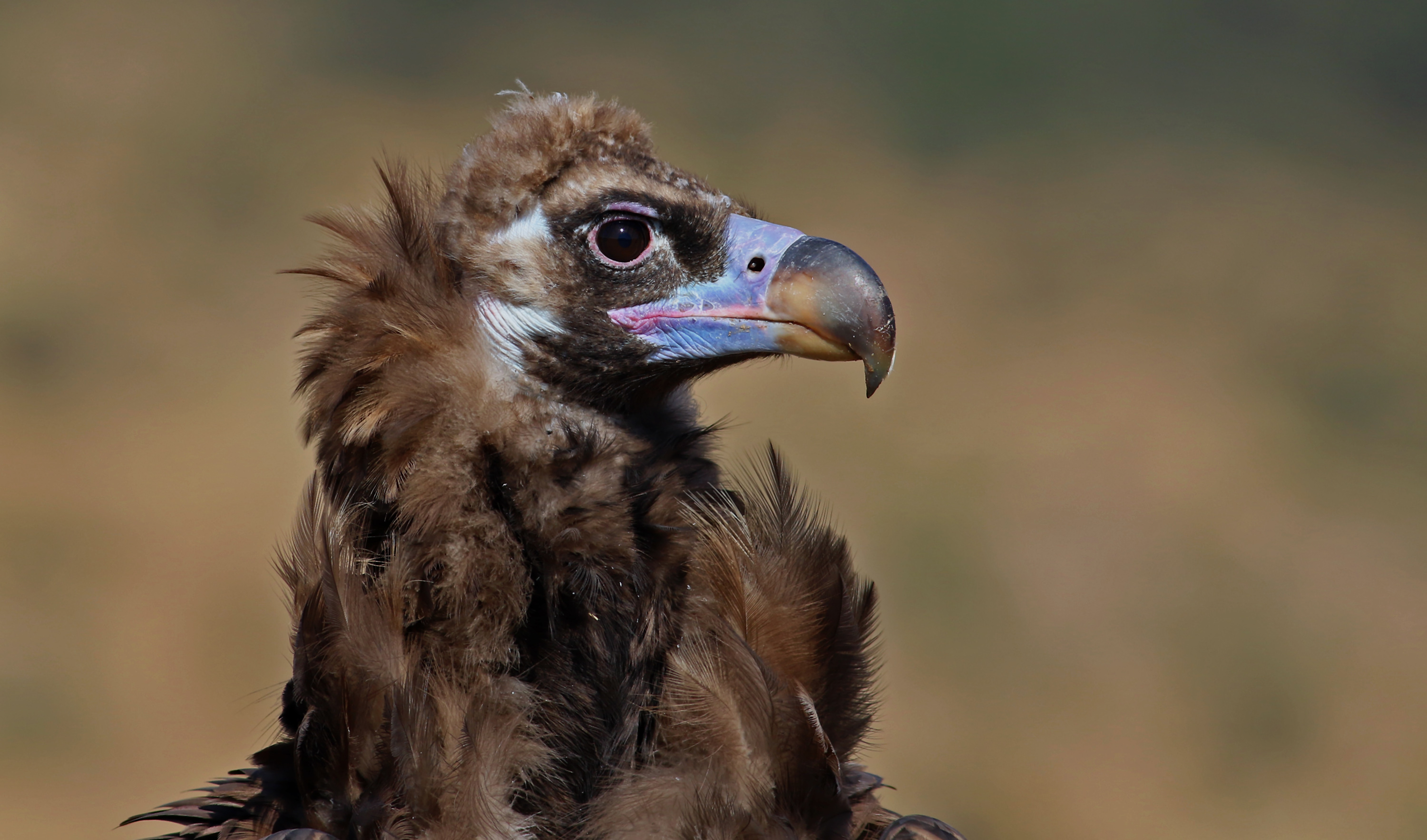 Cinereous Vulture